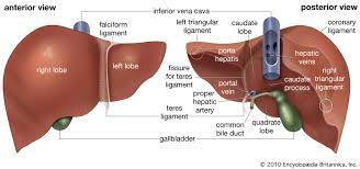 The liver and gallbladder are the two accessory organs of the gastrointestinal tract, which carry out a multifunctional role that aids digestion and homeostasis.the liver consists of several lobes and receives its blood supply mainly from the hepatic portal vein.this organ also detoxifies the body, so take good care of it because it is your best friend while celebrating after your exams! Liver Anatomy Britannica