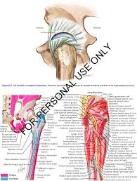 The hip is a complicated mechanism and therefore hip pain can originate in many different parts of the joint. 4 Muscles And Insertions Of Pelvis Hip And Thigh Download Scientific Diagram