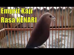 Jua risman 211.798 views5 years ago. Burung Emprit Rasa Kenari Id Lif Co Id