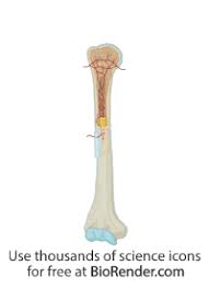 The lesser tuberosity is located inferior to the head, on the anterior part of the humerus, its very prominent and palpable. Biorender Life Science Icons