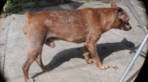 The two types of mange affecting dogs are demodectic mange and sarcoptic mange. Some Effective Home Remedies For Mange In Dogs