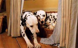 But the proud dogs' puppies are kidnapped by anita's boss cruella devil (glenn close), who is stealing young dalmatians to make the coat on which she has set her heart. Disney 101 Dalmatians 5 Cruella De Vil Cruella De Vil If She Doesn T Scare You No Evil Thing Will Fan Forum