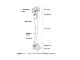 Online quiz to learn structure of a long bone (humerus). Gross Structure Of Adult Long Bone