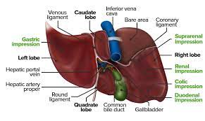 Storehouse of blood and regulates blood volume. Liver Concise Medical Knowledge