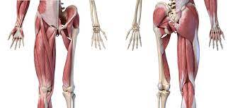 The geometry of the hip allows wide range of motion in all planes. Hip Muscles The Definitive Guide Biology Dictionary