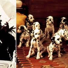 But the proud dogs' puppies are kidnapped by anita's boss cruella de vil, who is stealing young dalmatians to make the coat she has set her heart on. 101 Dalmatians 7 Things You Never Knew About The Doggy Disney Classic Mirror Online