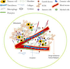 Because the microenvironments (the soil) of each organ is different, individual cancer cells the majority of death associated with cancer is due to the metastasis of the original tumor cells. Tumor Stromal Crosstalk In Pancreatic Cancer And Tissue Fibrosis Molecular Cancer Full Text