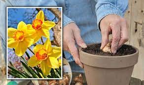 If you live in hardiness zone 9 or since daffodils grow less well when they have to fight for nutrients with their fellow bulbs, it's best. When To Plant Daffodil Bulbs Express Co Uk