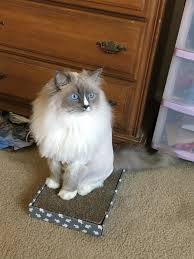 His ears flattened as he gave a final short sneeze, shaking free the last of the pollen from his fur, and looked up at the. Katt Katt Ragdoll Cat With A Lion Cut