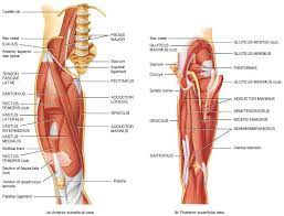 Anatomy 3d atlas allows you to study human anatomy in an easy and interactive way. Muscles Of Hip Bone And Spine