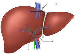 Formation and excretion of bile as a component of bilirubin metabolism (see overview of bilirubin metabolism) formation of urea, serum albumin, clotting factors, enzymes, and numerous other proteins. Anatomy Of The Liver In The Laparoscopic Situation Abdominal Key