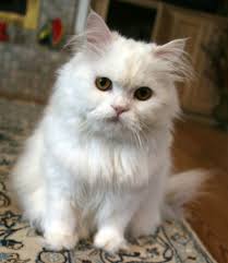 Ragdoll cats are a relatively new breed in the cat world. Persian Cat Wikipedia