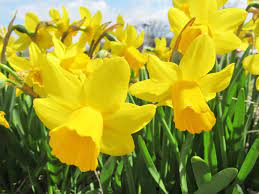 If you purchase your bulbs from a catalog, they will be lancashire has 3 growing zones, uk h5, h4 and h3 which are equivalent to us growing zones 7,8 and 9. How To Grow And Care For Daffodils Lovethegarden