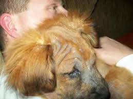 Usually, canine mange is caused by a transfer of the demodex mite between a puppy and it's mother during their first days of life. Home Remedy For Dog Mange Thriftyfun