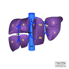 Liver pain can often times be confused with abdominal or digestive issues. Couinaud Liver Segments And Sections Diagram Radiology Case Radiopaedia Org