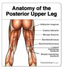 They also flex the leg (and/or thigh) at the knee joint. Mendmeshop Com Hamstring Injuries Hamstring Muscles Muscle Anatomy Leg Muscles Anatomy