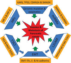 They have different risk factors. Novel Molecular Targets And Mechanisms Involved In The Invasion And Metastasis Of Pancreatic Cancer Bentham Science