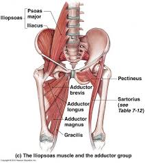 The hip joint is a ball and socket synovial type joint between the head of the femur and acetabulum of the pelvis. Hip Anatomy Muscles And Tendons And Human Anatomy Hip Anatomy Hip Body Muscle Anatomy Muscle Anatomy Hip Muscles Anatomy