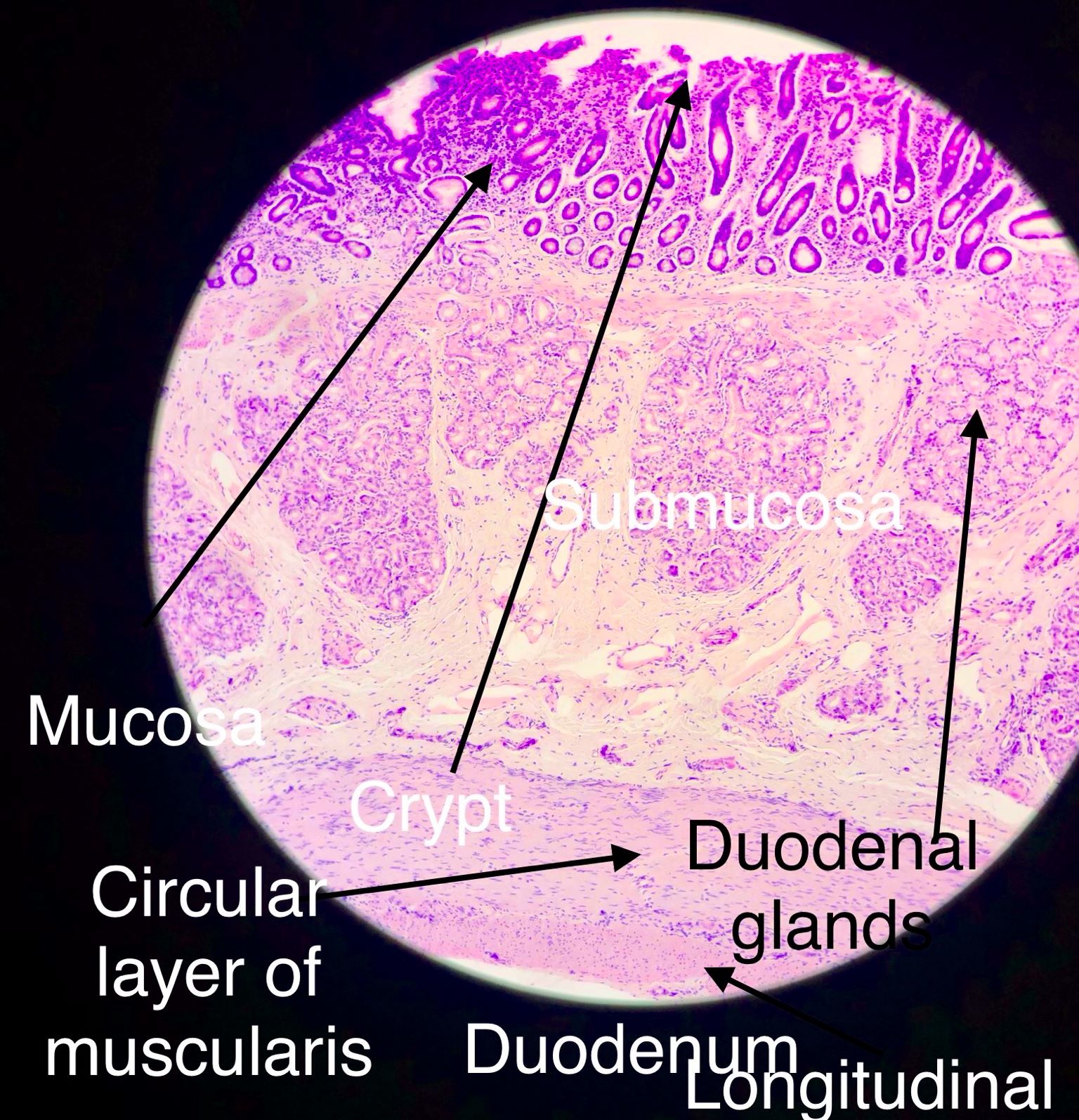 Duodenum Histology Diagram