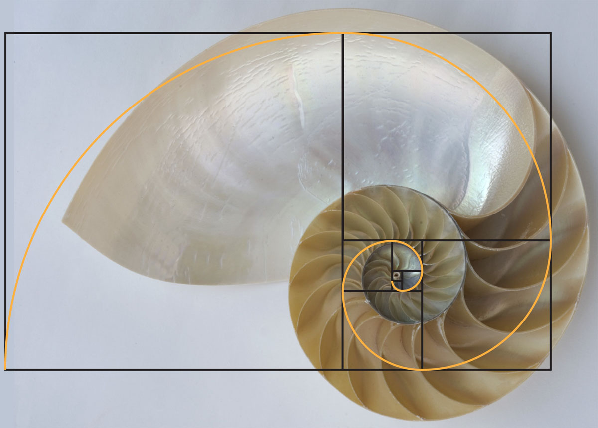 Fibonacci sequence appear frequently in nature - elegantkoti