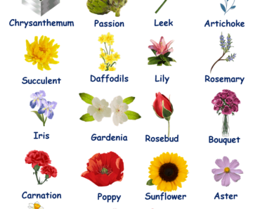 15 Flowers Names with Pictures