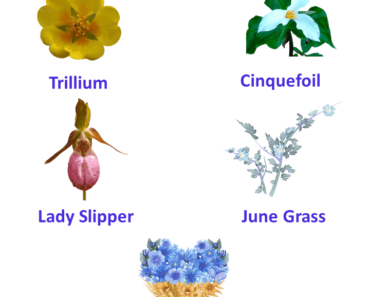 5 Wild Flower Names with pictures