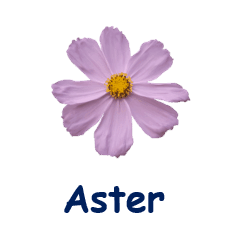 Aster 20 flowers names