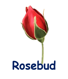 Rosebud 20 flowers names