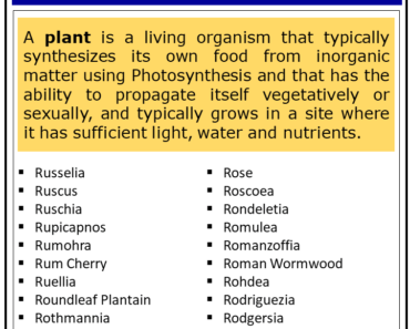 1000+ Plants That Start With R (Complete List)