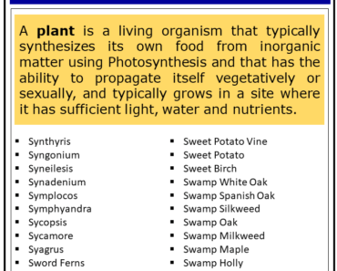 2500+ Plants That Start With S (Complete List)