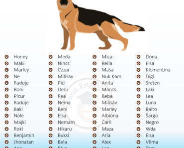 100+ Serbian Dog Names (Male, Female, Unisex)