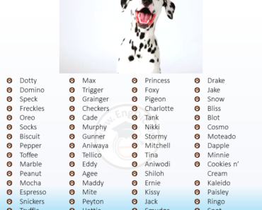 300+ Best Spotted Dog Names (Male, Female, Unisex)