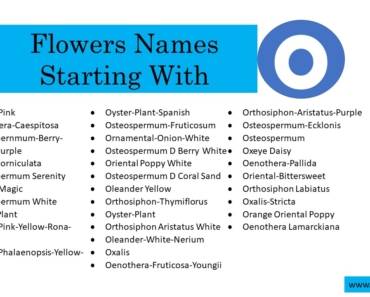 80 Flowers That Start With O (All Colors Flowers)