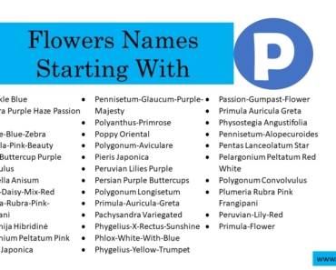 100 Flowers That Start With P (All Colors Flowers)