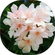 Oleander