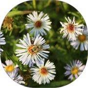 Olearia