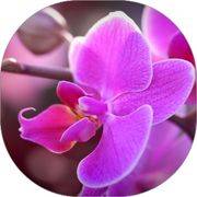 Orchid