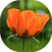 Oriental Poppy