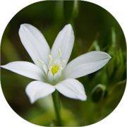 Ornithogalum