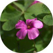 Oxalis