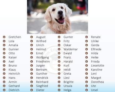 300+ Greek Dog Names (Pups, Male, Female)