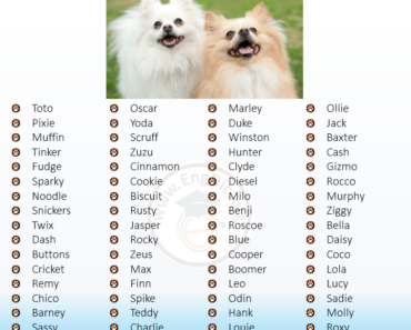 400+ Cutest Small Dog Names (Male, Female)