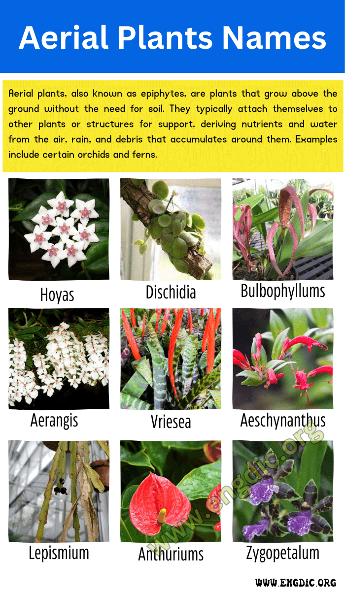 Aerial Plants Names