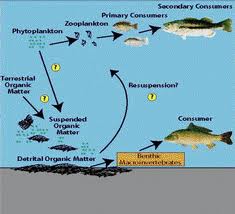 Food Webs - eAge Tutor