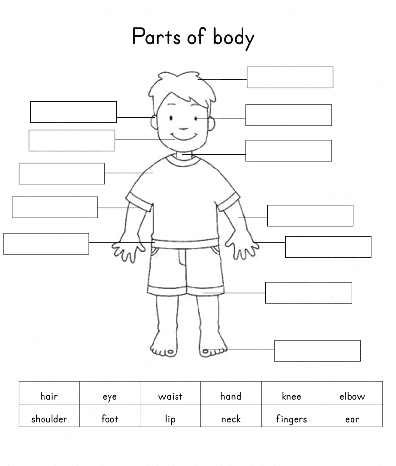 The Human Body Worksheets