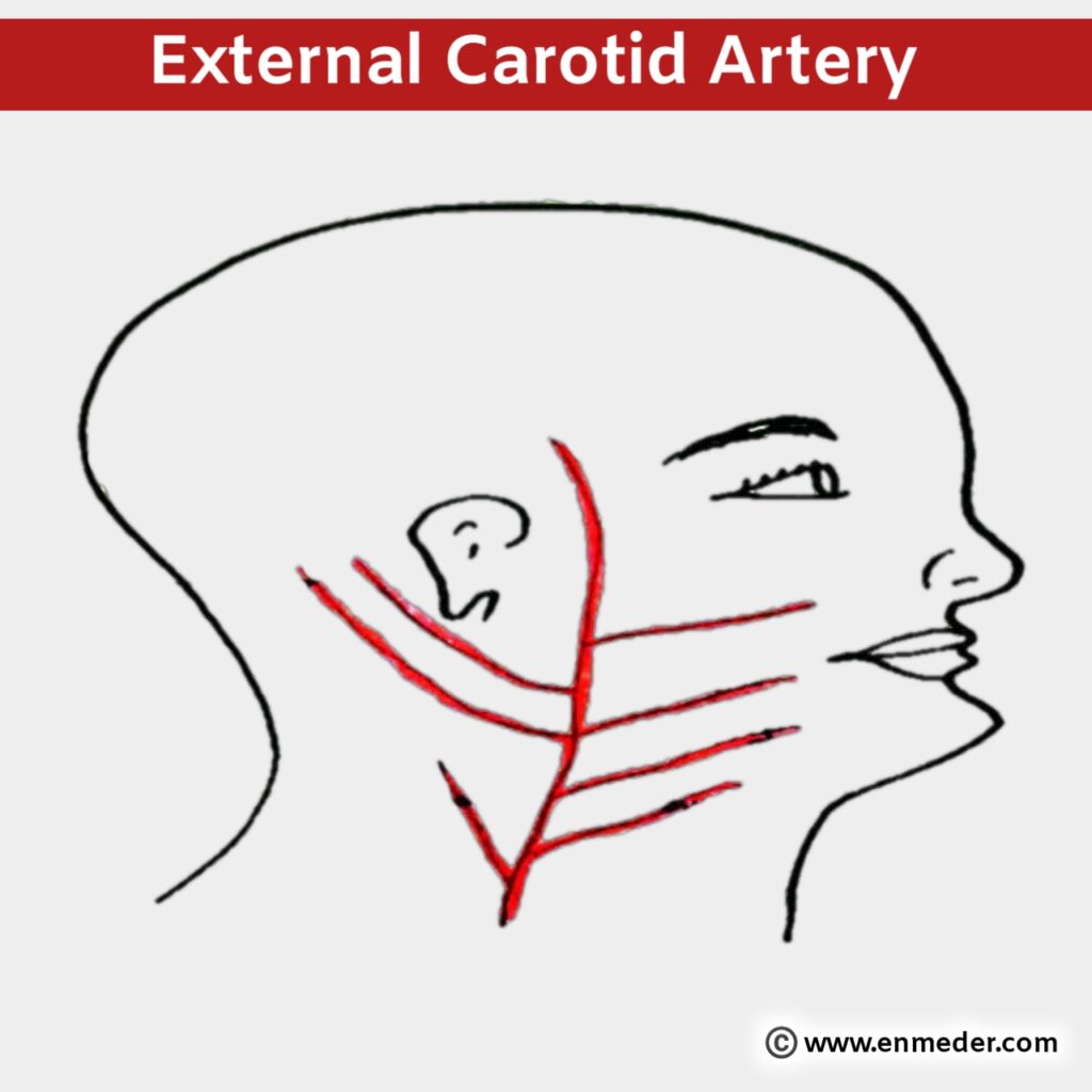 Carotid artery