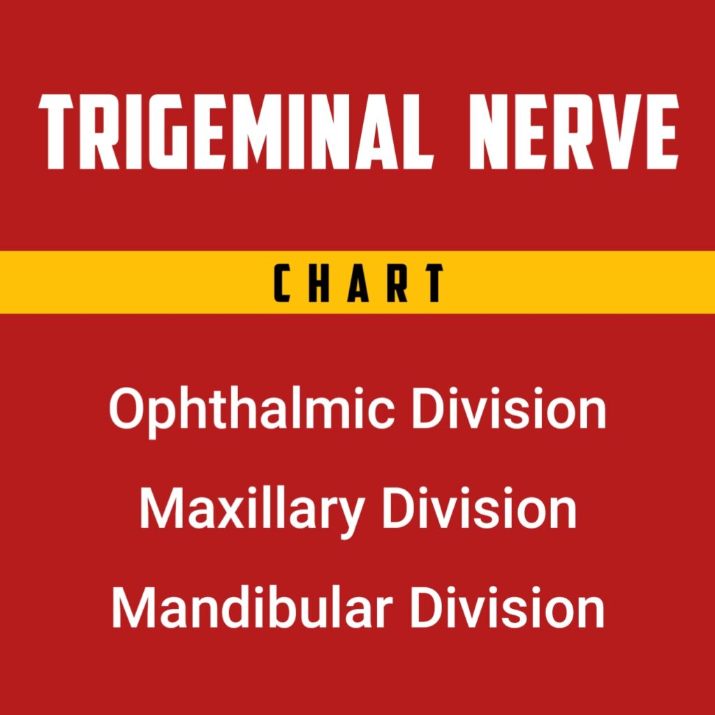 Trigeminal Nerve