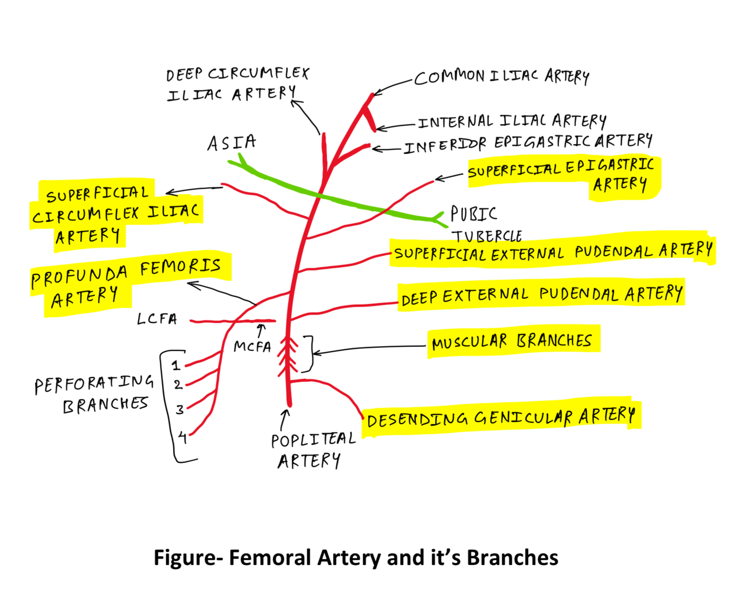 femoral artery branches - TCML - The Charsi of Medical Literature