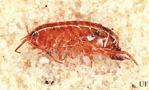 amphipods - (Crustacea: Amphipoda)