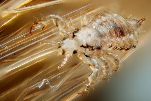 Head Lice Treatment